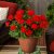 Pelargon Calliope ® Scarlet Red, stickling 3-pack