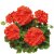 Pelargon Calliope ® Scarlet Red, kruka