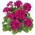 Pelargon Calliope ® Violet, kruka