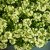 Verbena Lanai ® Green Apple, stickling 3-pack