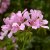 Hängpelargon Super Cascade ® Appleblossom, stickling 3-pack