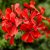 Hängpelargon Super Cascade ® Red, stickling 3-pack