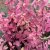 Scutellaria scordiifolia