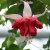 Hängfuchsia, Seventh Heaven 3-pack