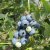Vaccinium corymbosum Sierra