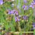 Sisyrinchium angustifolium, Gräslilja, P9cm