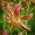 Lilium martagon Slate´s Morning, Krollilja, P11cm