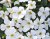 Snöflinga, Stickling, Bacopa Sutera Falls Summer White '13