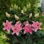 Lilium hybr. Sorbonne, Orientalisk Lilja