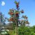 Sorbus Rosmari E, Rosmarirönn