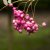 Sorbus vilmorinii