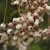 Sorbus vilmorinii