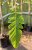 Sorbus x thuringiaca Fastigiata E