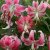 Lilium speciosum Uchida, Praktlilja, P11cm