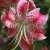 Lilium speciosum Uchida, Praktlilja, P11cm
