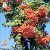 Sorbus Rosmari E, Rosmarirönn