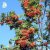 Sorbus Rosmari E, Rosmarirönn