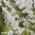 Spiraea x cinerea, Hybridspirea