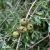 Pyrus salicifolia Pendula, Silverrpäron