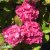 Hydrangea macrophylla Endless Summer ® Bloomstar ®, Hortensia, C5