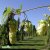 Humulus lupulus Korsta, Humle