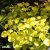 Cotinus coggygria Golden Spirit / Ancot ®