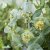 Lonicera reticulata Silver E, Daggkaprifol