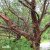 Prunus serrula, Glanskörsbär