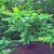 Pterocarya fraxinifolia, Kaukasisk Vingnöt