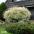 Salix integra Hakuro Nishiki, Japansk Dvärgpil