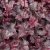 Heuchera hybr. Midnight Rose ®, Alunrot