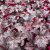 Heuchera hybr. Plum Pudding