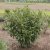 Prunus laurocerasus Caucasica