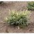 Prunus laurocerasus Cherry Brandy