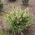 Prunus laurocerasus Herbergii