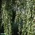 Betula pendula Youngii, Tårbjörk, utr 150-200 co