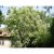 Catalpa bignonioides