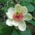 Magnolia sieboldii, Buskmagnolia