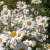 Leucanthemum vulgare