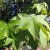 Liquidambar styraciflua