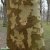 Platanus x hispanica, Platan