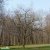 Platanus x hispanica, Platan