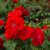 floribunda Allotria (Tanal), Floribundaros, barrot 1st