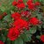 floribunda Allotria (Tanal), Floribundaros, barrot 1st