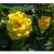 floribunda Sunsprite (Friesia, Korresia), Floribundaros, barrot 1st