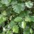 Sorbus intermedia E