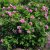 Rosa rugosa Gryts Bruk