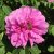 Rosa rugosa Gryts Bruk