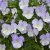 Viola x williamsii Ullas Favorit, Bukettviol, C11cm