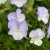 Viola x williamsii Ullas Favorit, Bukettviol, C11cm